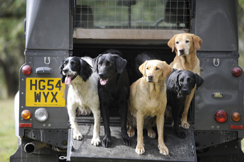 Gundog breeds