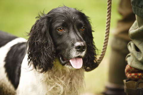 Insurance for gundogs like this one?