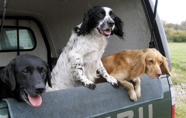 gundog breeds