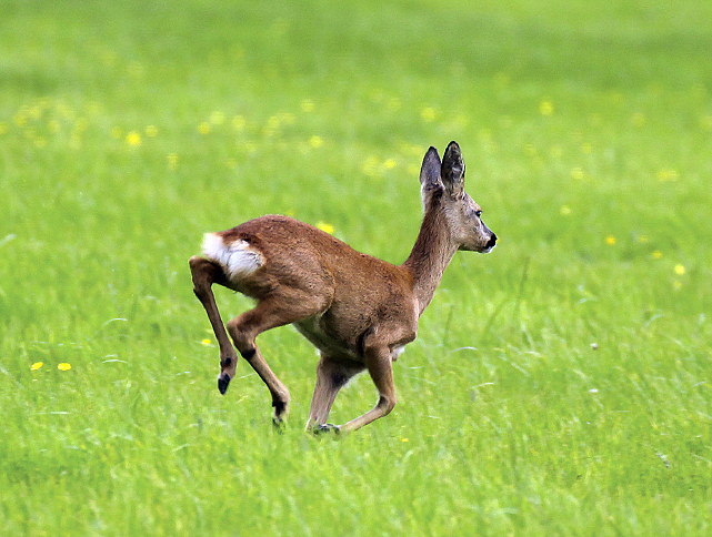 deer stalking rifle