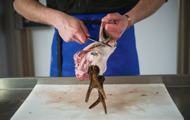 deer-trophy-preparation