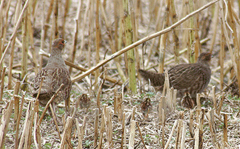 grey partridge