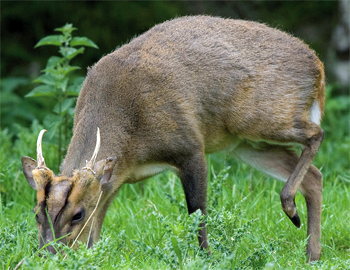 call muntjac deer