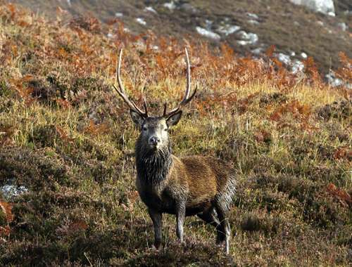 deer stalking