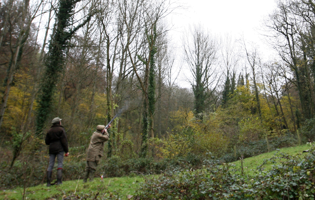 high pheasant shooting