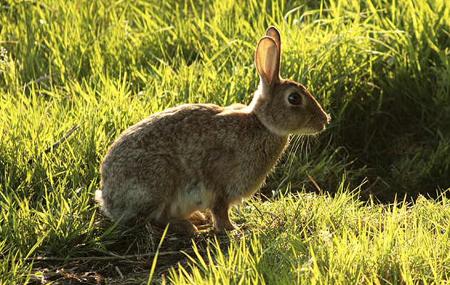 The wild rabbit