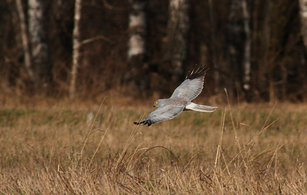 hen harrier