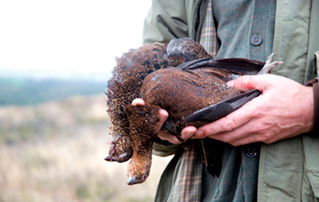 brace of grouse