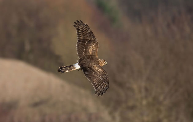 hen harrier