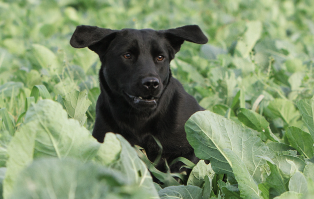 labrador