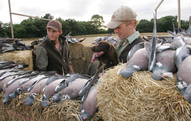 pigeon shooting