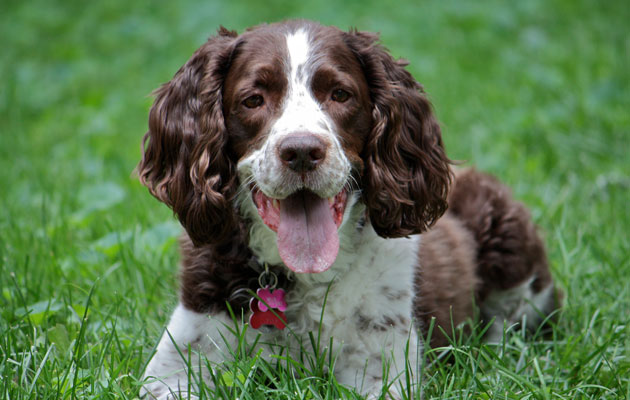 spaying gundogs