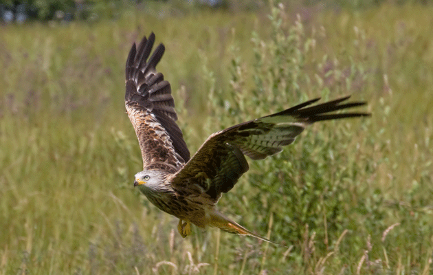 red kite