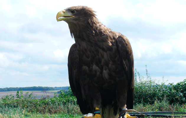 sea eagle