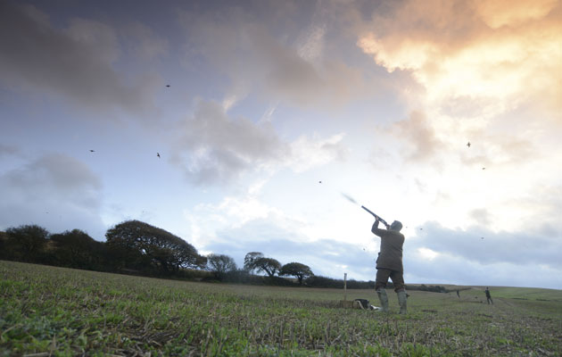 Pawton Manor partridge shoot