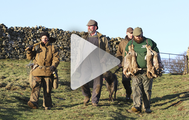 Ferreting in the Dales