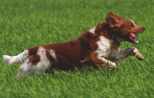 Brittany spaniel