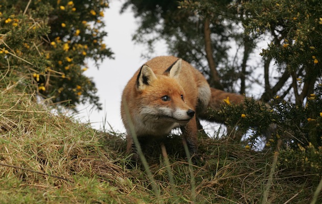 Fox predator