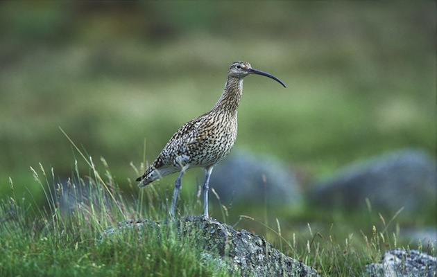 curlew