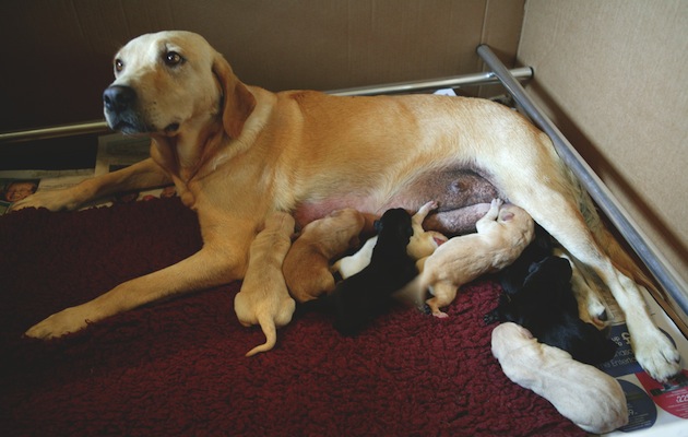 puppies with mother