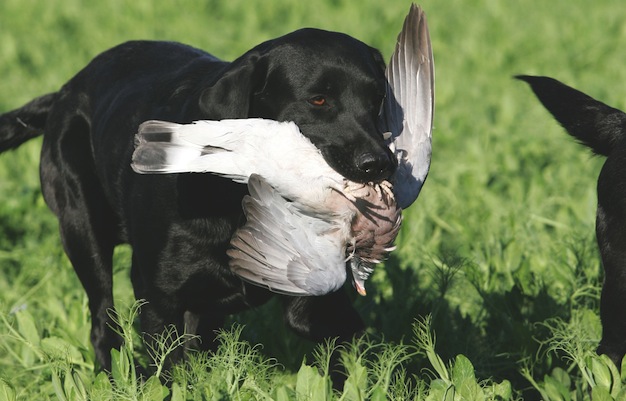 pigeon shooting