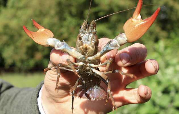 American signal crayfish