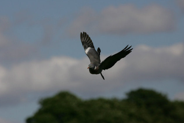 Pigeon shooting