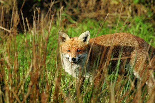 fox in field