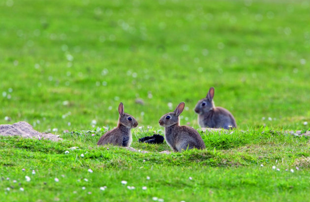 shooting rabbits