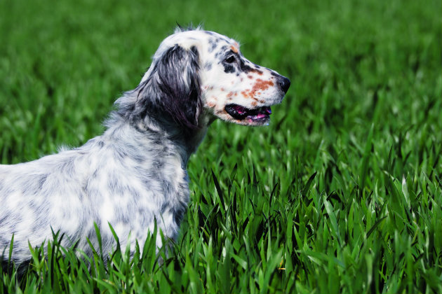 English setter