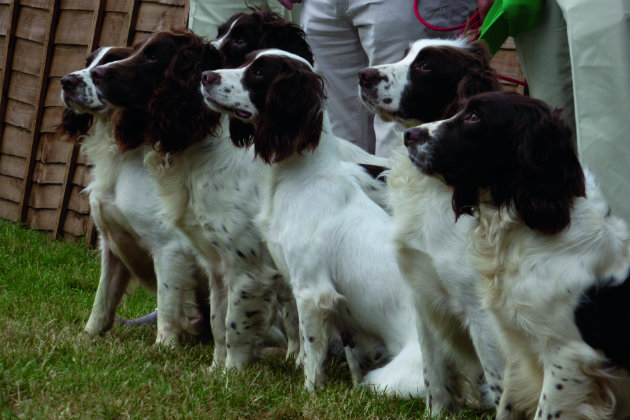 English springer spaniels