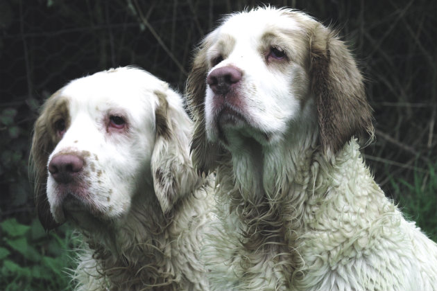 Clumber spaniels