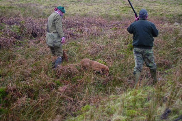 Dogs hunting rabbits