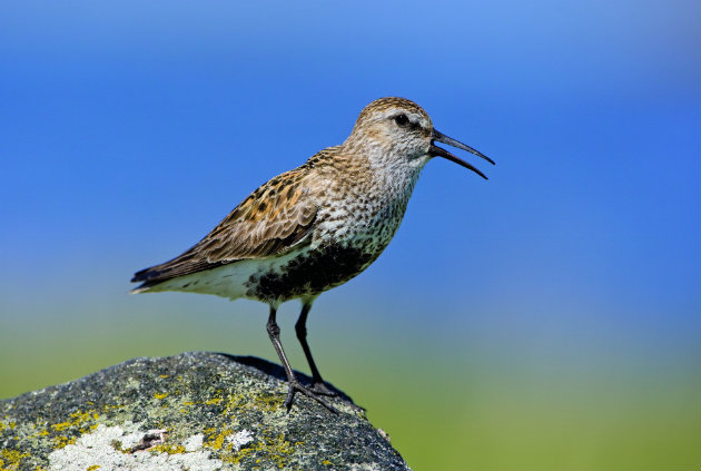 Dunlin