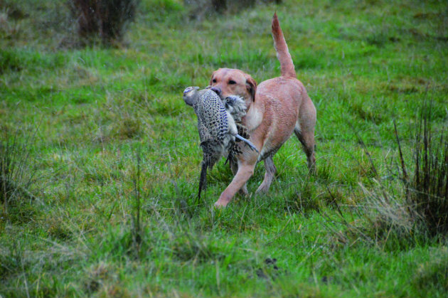 Lab with pheasant