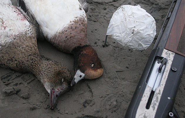 wildfowling decoys