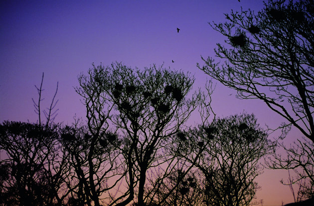 rookery