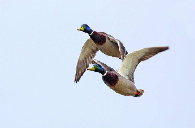 mallards in flight