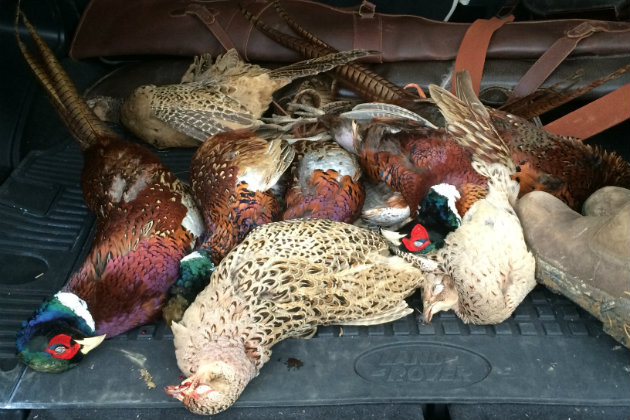 pheasants in Land Rover