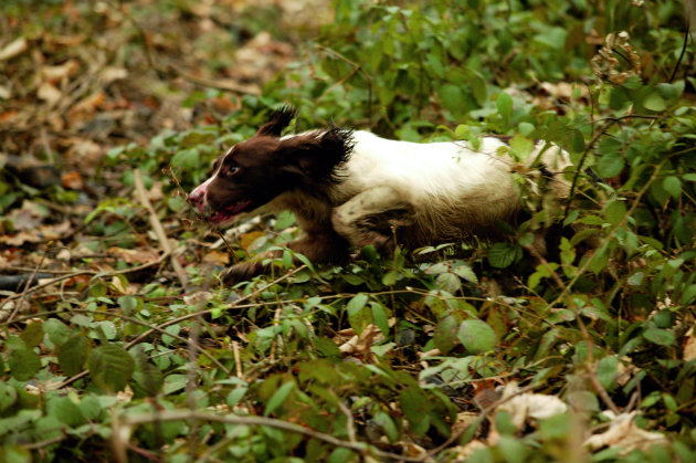 spaniel in brambles