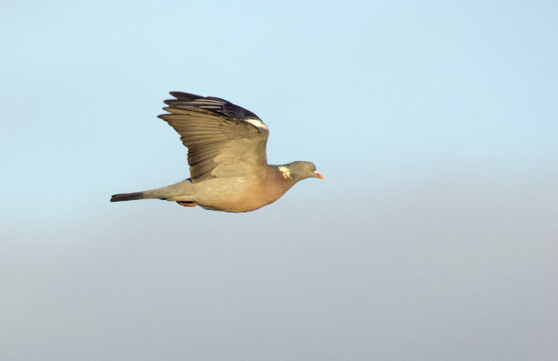 wood pigeon