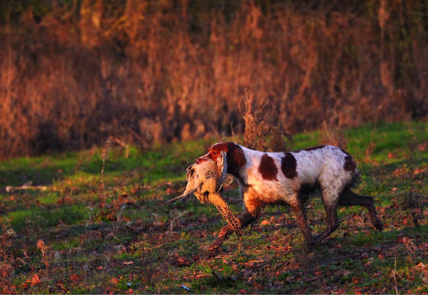 pointing dog