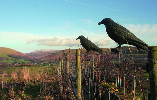 Crow decoys