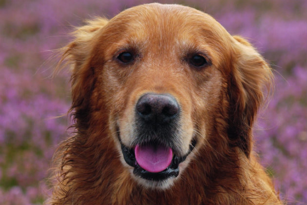 Golden retriever