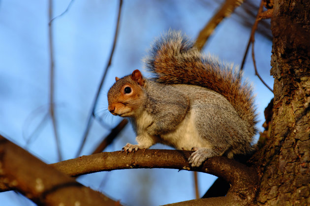 grey squirrel