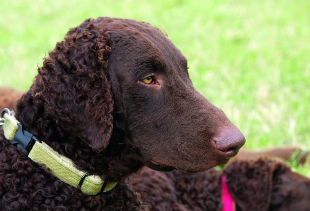 curly-coated retriever