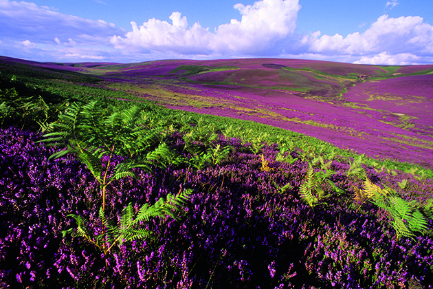 Heather Burning