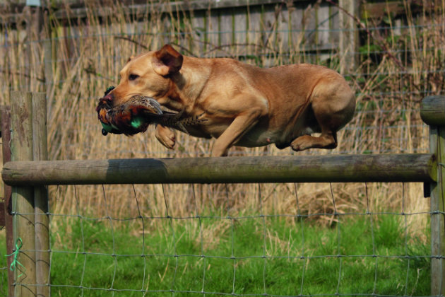 jumping Labrador