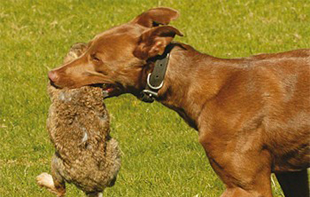 Lurchers with rabbit