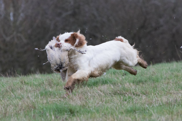 Clumber spaniel retrieving pheasant